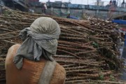 Worker carrying cassava seedlings (maniva) at the Port of Manaus - Manaus city - Amazonas state (AM) - Brazil