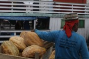 Worker carrying a box with pumpkin at the Port of Manaus - Manaus city - Amazonas state (AM) - Brazil