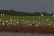 Birds at Piranha Lake during the drought in the Amazon rivers - Manacapuru city - Amazonas state (AM) - Brazil