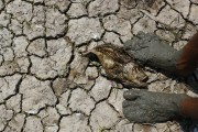 Detail of cracked ground at Piranha Lake during the drought in the Amazon rivers - Manacapuru city - Amazonas state (AM) - Brazil