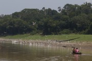 Birds at Piranha Lake during the drought in the Amazon rivers - Manacapuru city - Amazonas state (AM) - Brazil