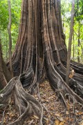 Big tree in the Amazon rainforest - Anavilhanas National Park - Manaus city - Amazonas state (AM) - Brazil