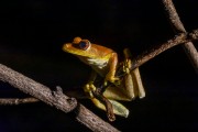 Giant Gladiator Treefrog (Boana boans) - Anavilhanas National Park - Manaus city - Amazonas state (AM) - Brazil