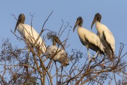 Group of Wood Stork (Mycteria americana) on a tree trunk - Refugio Caiman - Miranda city - Mato Grosso do Sul state (MS) - Brazil