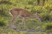 Pampas deer (Ozotoceros bezoarticus) - Refugio Caiman - Miranda city - Mato Grosso do Sul state (MS) - Brazil