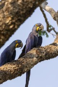Hyacinth Macaw (Anodorhynchus hyacinthinus) - Refugio Caiman - Miranda city - Mato Grosso do Sul state (MS) - Brazil