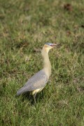 Whistling Heron (Syrigma sibilatrix) - Refugio Caiman - Miranda city - Mato Grosso do Sul state (MS) - Brazil