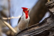Red-crested Cardinal (Paroaria coronata) - Refugio Caiman - Miranda city - Mato Grosso do Sul state (MS) - Brazil
