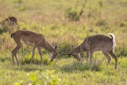 Pampas deer (Ozotoceros bezoarticus) fighting - Refugio Caiman - Miranda city - Mato Grosso do Sul state (MS) - Brazil
