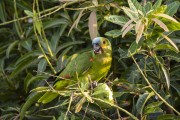 Turquoise-fronted Parrot (Amazona aestiva) - Refugio Caiman - Miranda city - Mato Grosso do Sul state (MS) - Brazil
