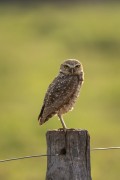Burrowing Owl (Athene cunicularia) - Refugio Caiman - Miranda city - Mato Grosso do Sul state (MS) - Brazil
