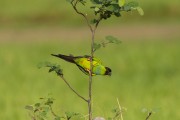 Nanday Parakeet (Aratinga nenday) - Refugio Caiman - Miranda city - Mato Grosso do Sul state (MS) - Brazil