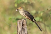 Guira Cuckoo (Guira guira) holding prey in its beak - Refugio Caiman - Miranda city - Mato Grosso do Sul state (MS) - Brazil