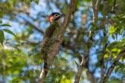 Green-barred Woodpecker (Colaptes melanochloros) - Guartela State Park  - Tibagi city - Parana state (PR) - Brazil