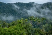 Atlantic Forest - Legado das Aguas Votorantim Reserve - Tapirai city - Sao Paulo state (SP) - Brazil