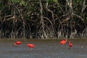Scarlet Ibis (Eudocimus ruber) in a mangrove area - Guaraqueçaba Environmental Preservation Area - Guaraquecaba city - Parana state (PR) - Brazil