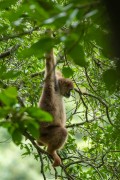 Wooly Spider Monkey (Brachyteles araches), an endangered species - Carlos Botelho State Park - The park is located between the municipalities of Capao Bonito, Sao Miguel Arcanjo and Sete Barras - Sao Miguel Arcanjo city - Sao Paulo state (SP) - Brazil