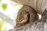 Rufous Hornero (Furnarius rufus) - also known as Red Ovenbird in its nest- Refugio Caiman - Miranda city - Mato Grosso do Sul state (MS) - Brazil