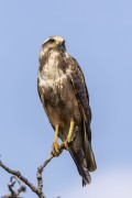 Savanna Hawk (Heterospizias meridionalis) - Refugio Caiman - Miranda city - Mato Grosso do Sul state (MS) - Brazil