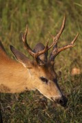 Marsh Deer (Blastocerus dichotomus) - Refugio Caiman - Miranda city - Mato Grosso do Sul state (MS) - Brazil