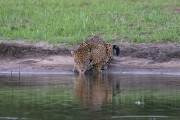 Jaguar (Panthera onca) drinking water in lake - Refugio Caiman - Miranda city - Mato Grosso do Sul state (MS) - Brazil