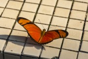 Fire-in-the-air butterfly (Dryas iulia) - Foz do Iguacu city - Parana state (PR) - Brazil