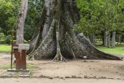 Kapok tree (Ceiba pentandra) - Rio de Janeiro Botanical Garden - Rio de Janeiro city - Rio de Janeiro state (RJ) - Brazil