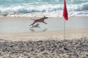 Dogs running at Diabo Beach - Rio de Janeiro city - Rio de Janeiro state (RJ) - Brazil