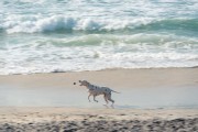 Dog running at Diabo Beach - Rio de Janeiro city - Rio de Janeiro state (RJ) - Brazil