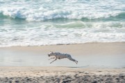 Dog running at Diabo Beach - Rio de Janeiro city - Rio de Janeiro state (RJ) - Brazil