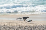 Dogs running at Diabo Beach - Rio de Janeiro city - Rio de Janeiro state (RJ) - Brazil