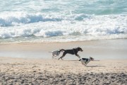 Dogs running at Diabo Beach - Rio de Janeiro city - Rio de Janeiro state (RJ) - Brazil