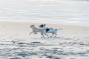 Dogs running at Diabo Beach - Rio de Janeiro city - Rio de Janeiro state (RJ) - Brazil