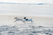 Dogs running at Diabo Beach - Rio de Janeiro city - Rio de Janeiro state (RJ) - Brazil