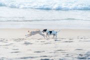 Dogs running at Diabo Beach - Rio de Janeiro city - Rio de Janeiro state (RJ) - Brazil