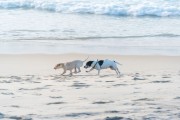 Dogs running at Diabo Beach - Rio de Janeiro city - Rio de Janeiro state (RJ) - Brazil