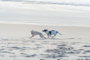 Dogs running at Diabo Beach - Rio de Janeiro city - Rio de Janeiro state (RJ) - Brazil