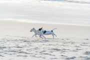 Dogs running at Diabo Beach - Rio de Janeiro city - Rio de Janeiro state (RJ) - Brazil