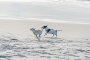 Dogs running at Diabo Beach - Rio de Janeiro city - Rio de Janeiro state (RJ) - Brazil