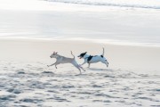 Dogs running at Diabo Beach - Rio de Janeiro city - Rio de Janeiro state (RJ) - Brazil