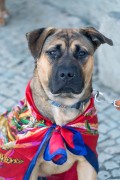 Dog in Arpoador - Rio de Janeiro city - Rio de Janeiro state (RJ) - Brazil