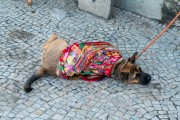 Dog in Arpoador - Rio de Janeiro city - Rio de Janeiro state (RJ) - Brazil