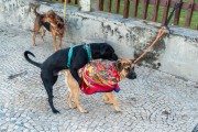 Dogs in Arpoador - Rio de Janeiro city - Rio de Janeiro state (RJ) - Brazil