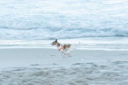 Dog running at Diabo Beach - Rio de Janeiro city - Rio de Janeiro state (RJ) - Brazil