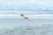 Dog running at Diabo Beach - Rio de Janeiro city - Rio de Janeiro state (RJ) - Brazil