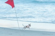 Dog running at Diabo Beach - Rio de Janeiro city - Rio de Janeiro state (RJ) - Brazil