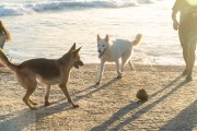 Dogs playing at Diabo Beach - Rio de Janeiro city - Rio de Janeiro state (RJ) - Brazil