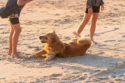 Dog playing at Diabo Beach - Rio de Janeiro city - Rio de Janeiro state (RJ) - Brazil