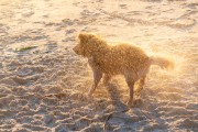 Dog playing at Diabo Beach - Rio de Janeiro city - Rio de Janeiro state (RJ) - Brazil