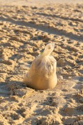 Sandbag on Arpoador Beach - Rio de Janeiro city - Rio de Janeiro state (RJ) - Brazil